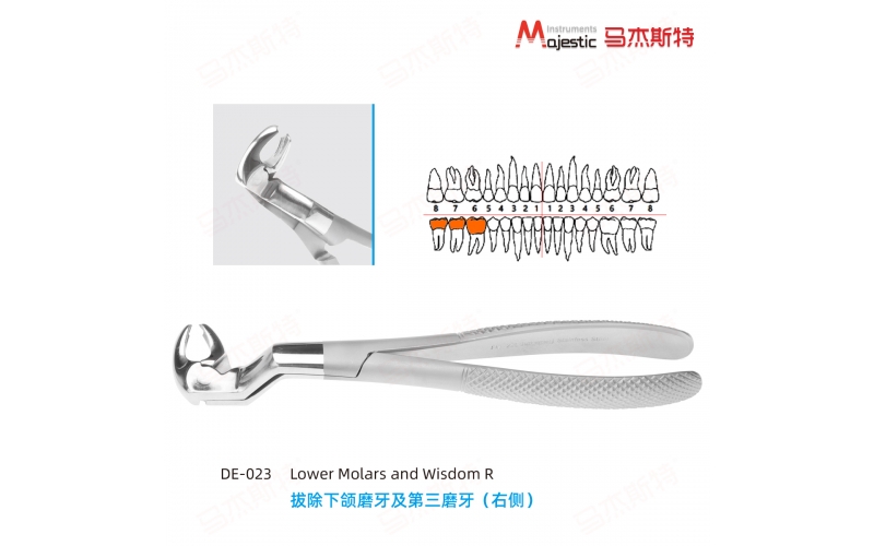 Adult Extracting Forceps English Pattern（DE-023)）